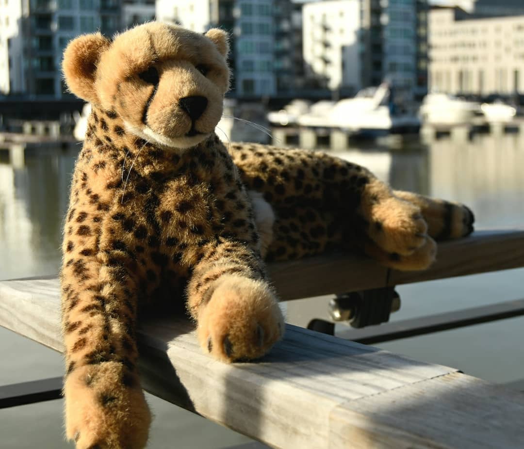 Photo by Juba Gepard on February 05, 2021.