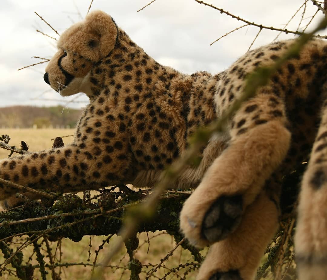 Photo by Juba Gepard on February 07, 2021.