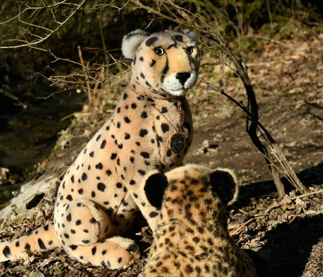 Photo by Juba Gepard on March 02, 2021.