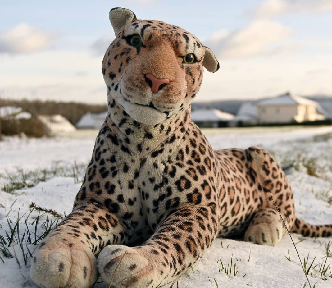 Photo by Juba Gepard on February 11, 2021.