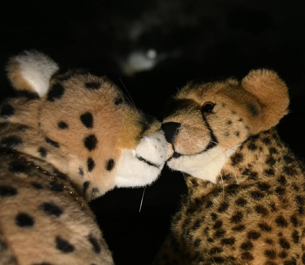 Photo by Juba Gepard on February 26, 2021.