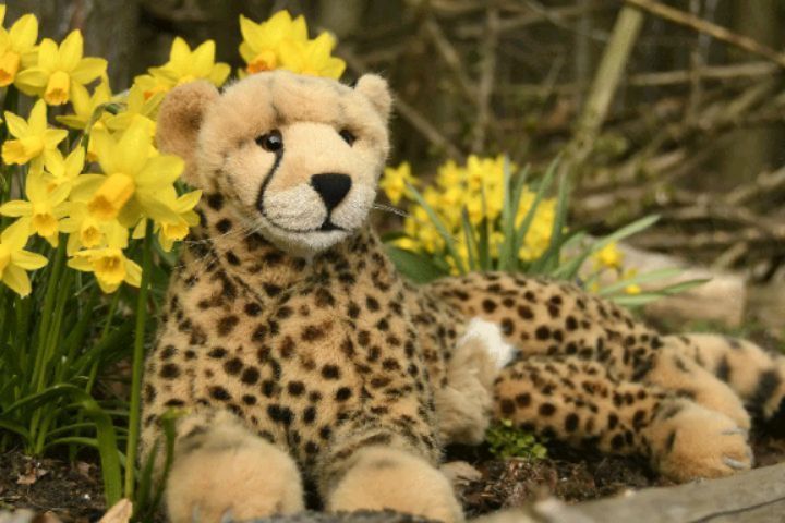 Jetzt hielt euch die kleine Swede so lang hin – so lasst mich euch an ihrer statt verraten, was in der kleinen Einhegung im Wald verborgen war: Narzissen, in einer riesigen Schar. Da waren mehrere Beete angelegt, in denen Narzissen und ein paar Traubenhyazinthen...