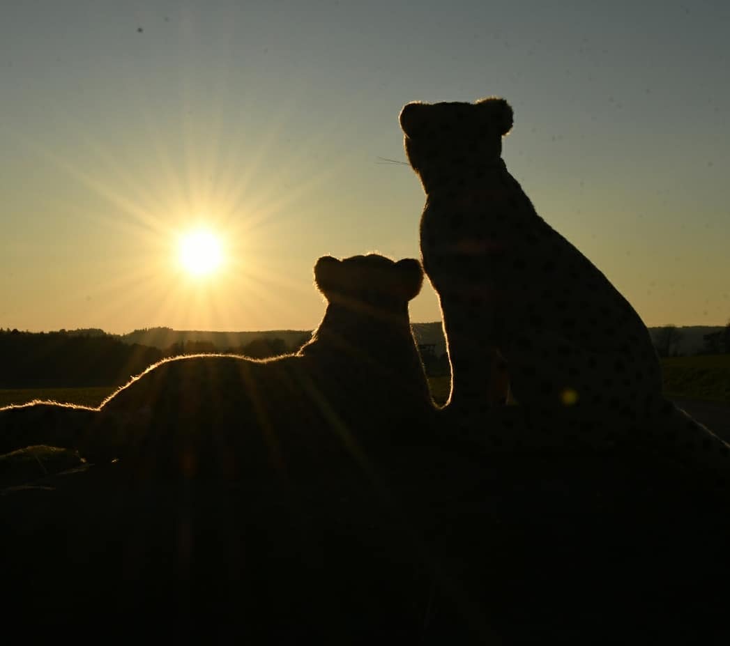 Photo by Juba Gepard on March 08, 2021.