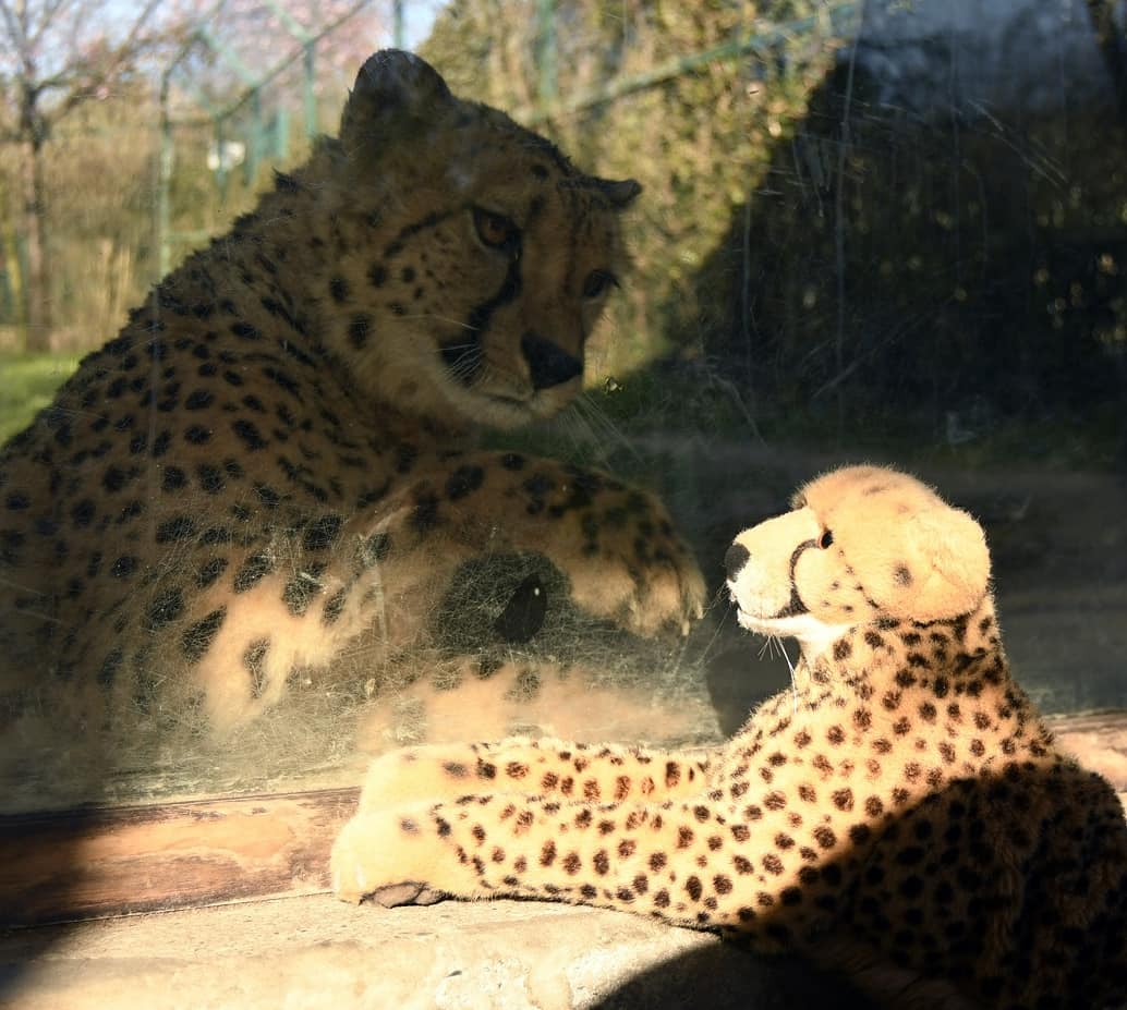 Photo by Juba Gepard on March 29, 2021.