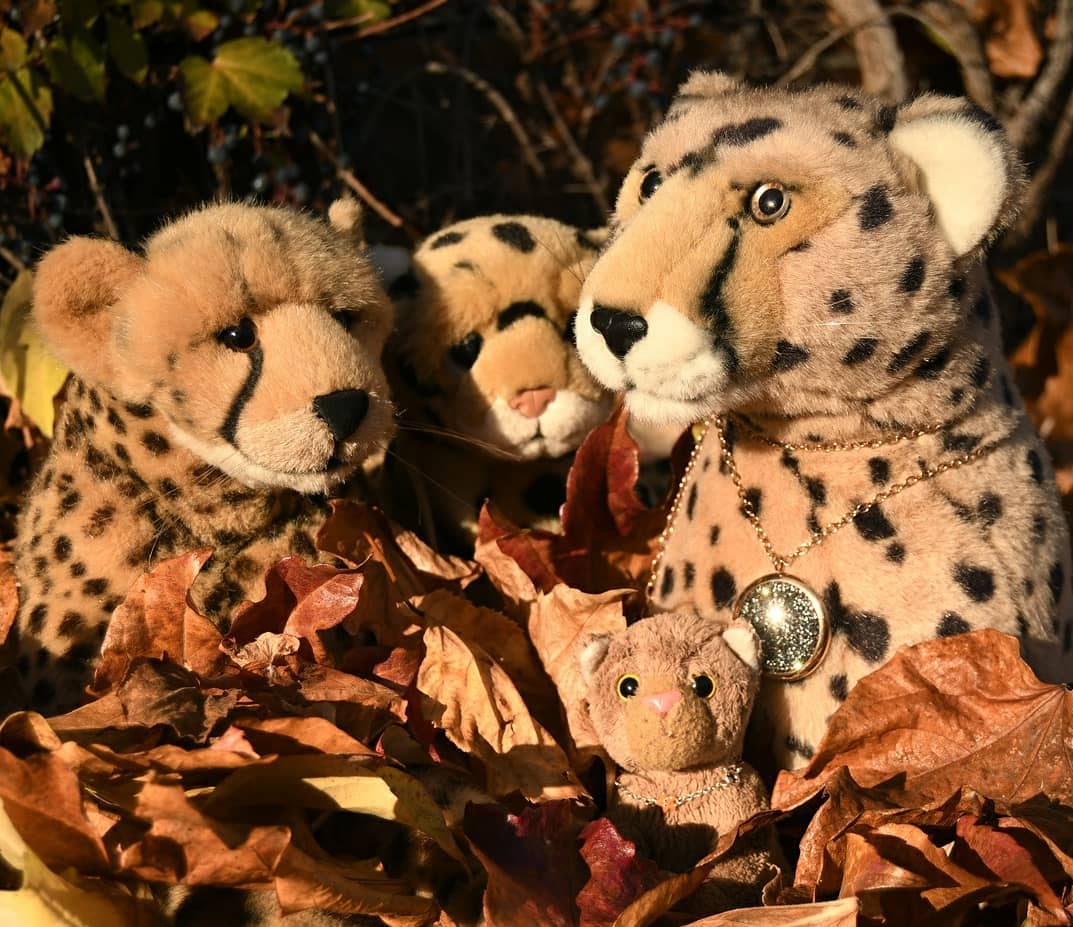 Photo by Juba Gepard on May 01, 2021.