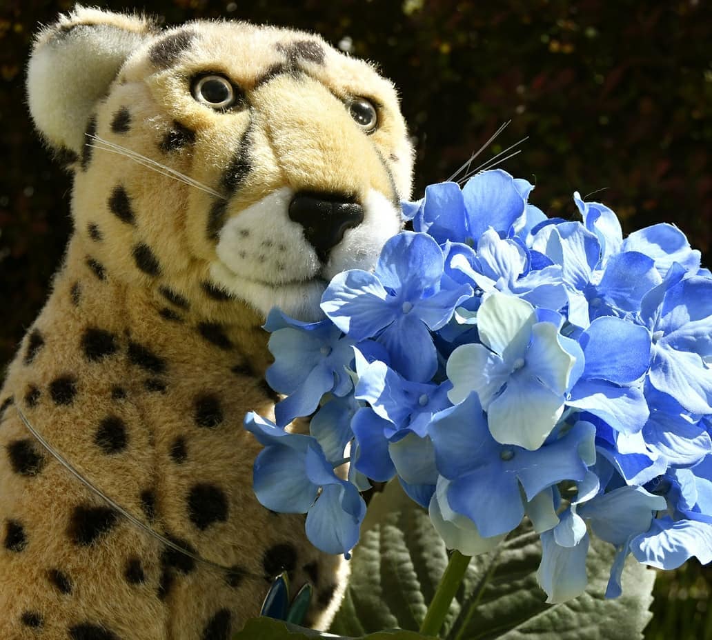 Photo by Juba Gepard on May 09, 2021.