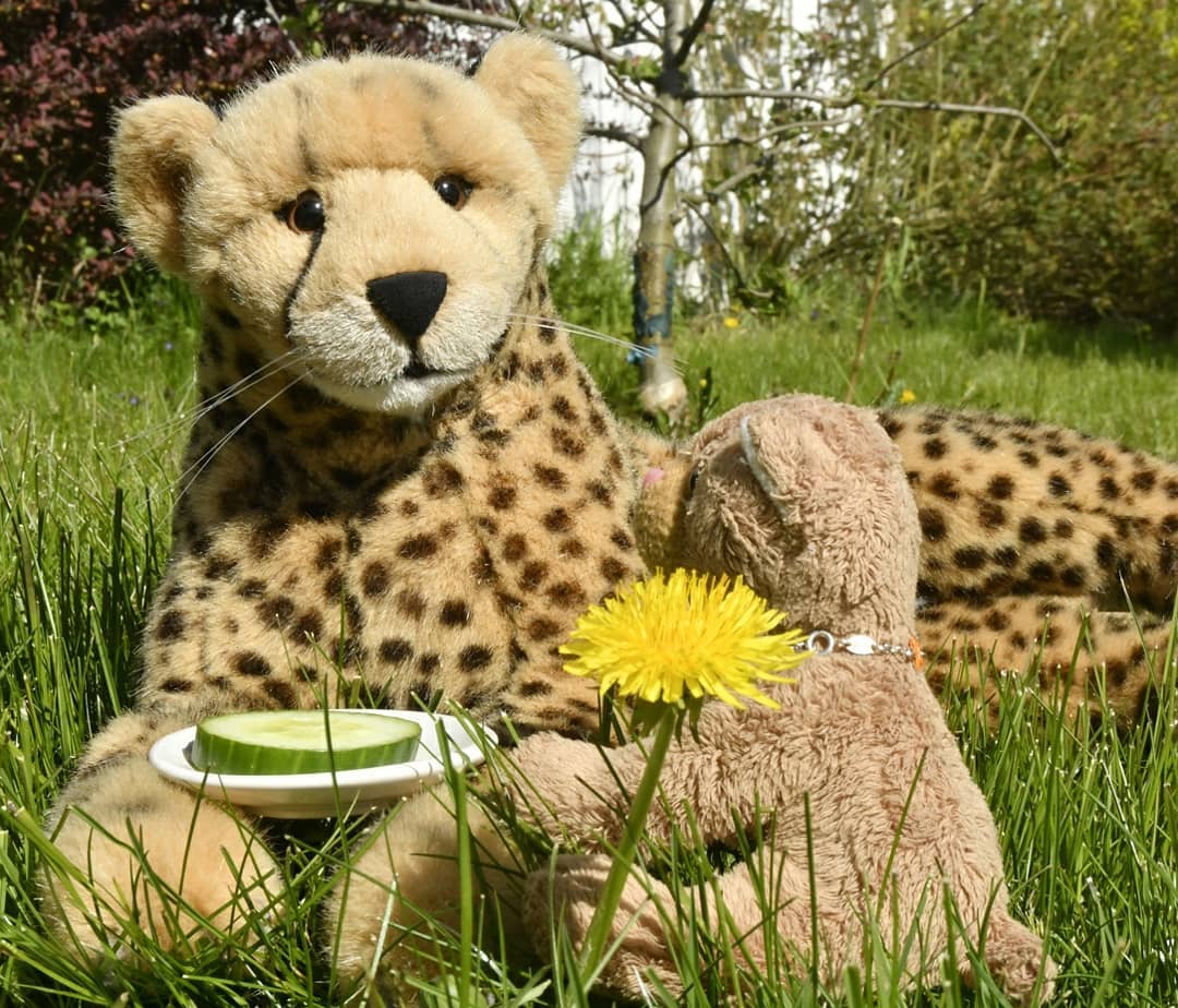 Photo shared by Juba Gepard on May 09, 2021 tagging @edward_the_foxwood_bear.