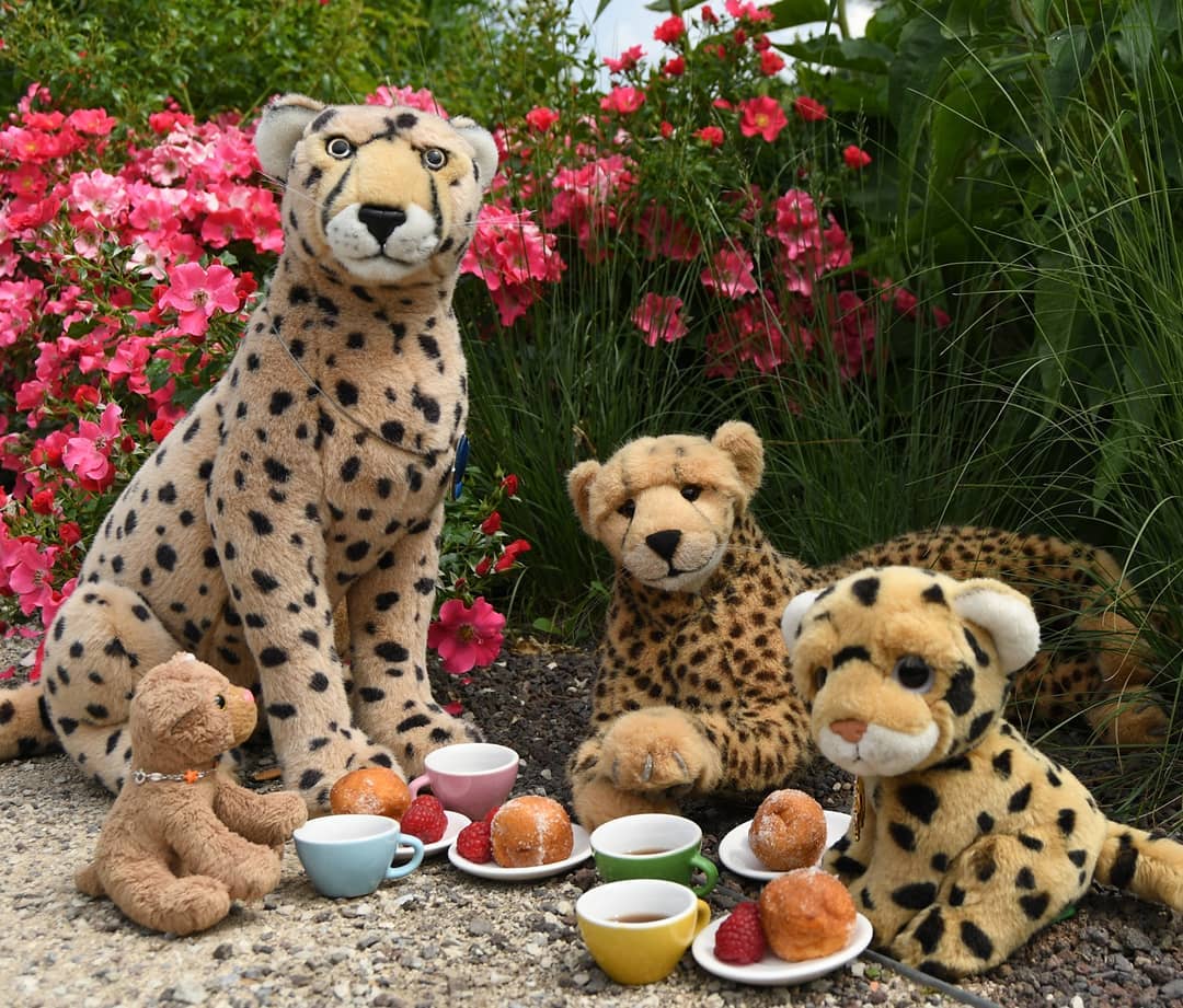 Photo shared by Juba Gepard on July 04, 2021 tagging @edward_the_foxwood_bear.