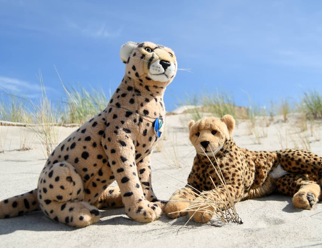 Photo by Juba Gepard on June 17, 2021.