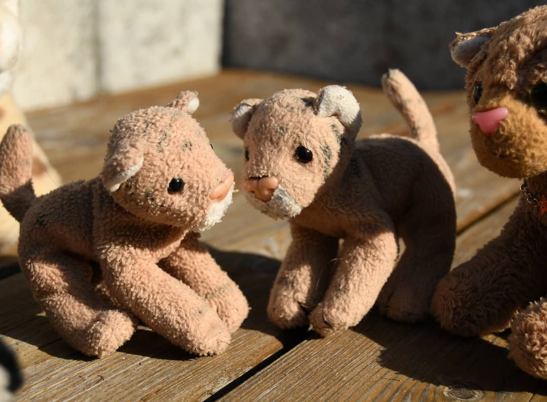 Photo by Juba Gepard on June 28, 2021.