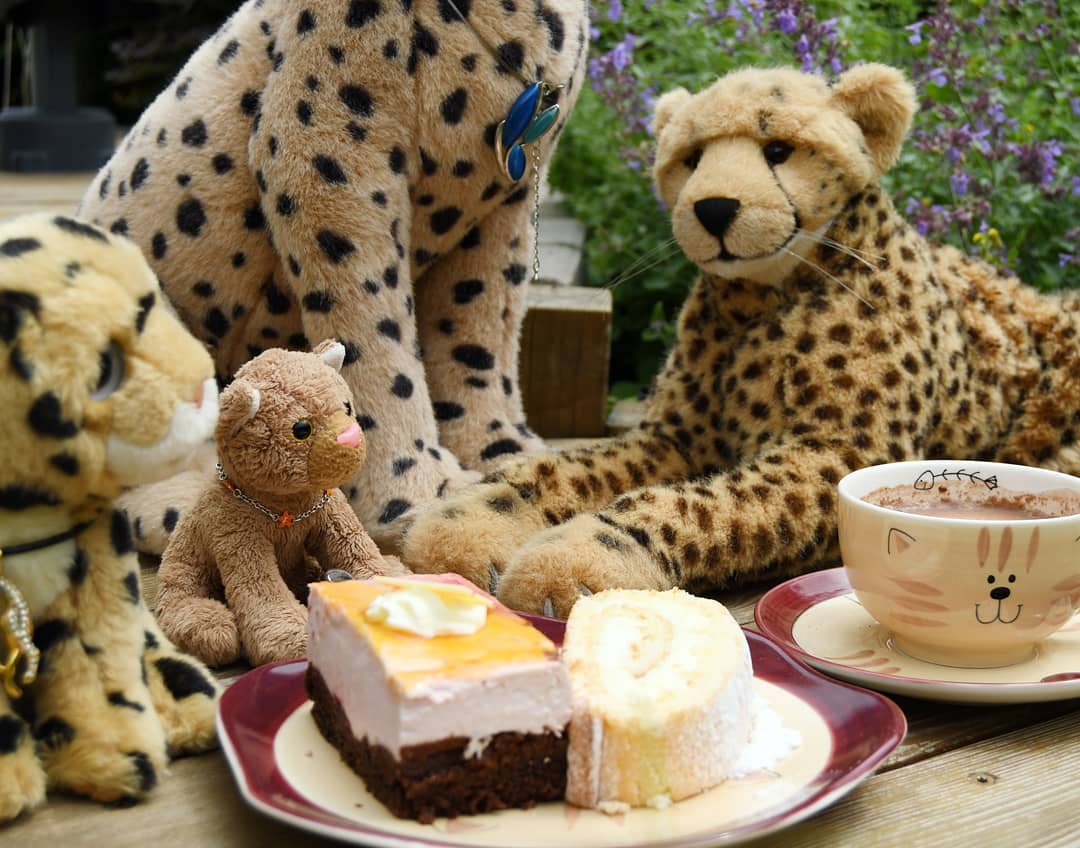 Photo shared by Juba Gepard on July 11, 2021 tagging @edward_the_foxwood_bear.: Slide Nummer 4