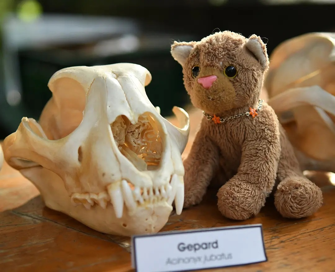 Photo by Juba Gepard on August 30, 2021.