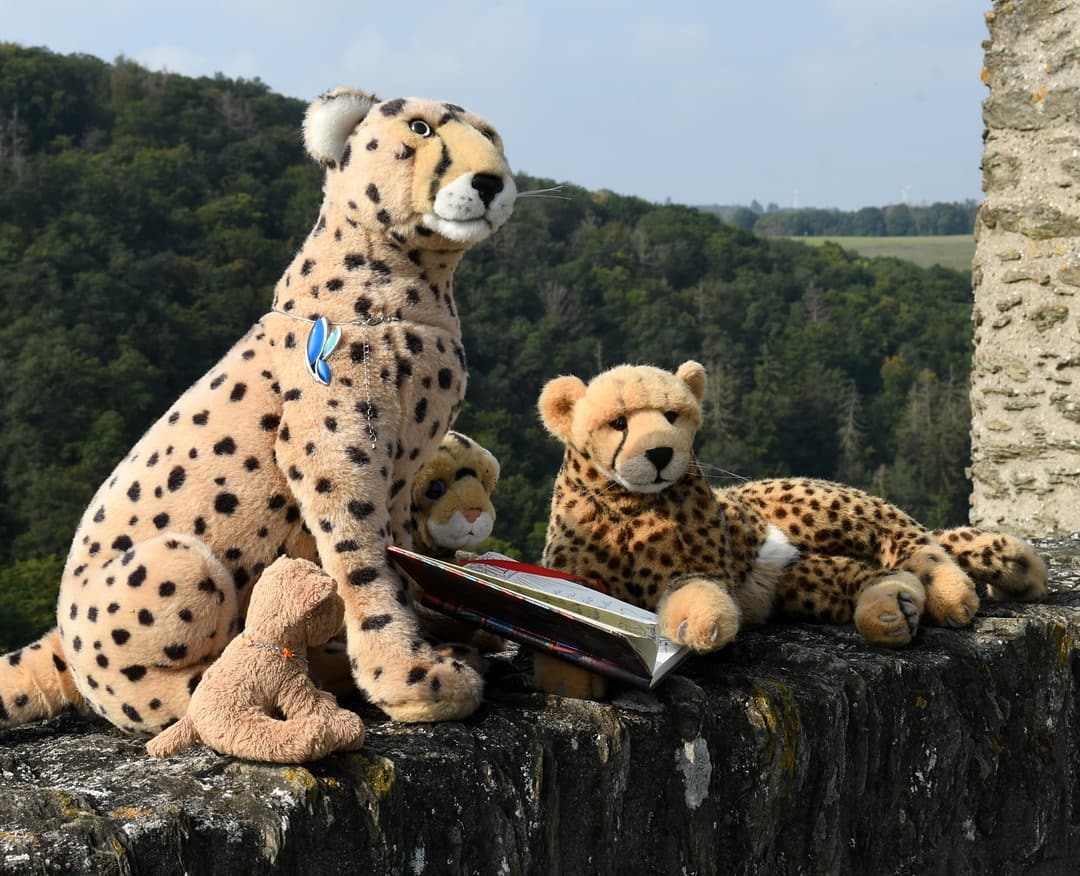 Photo by Juba Gepard on September 25, 2021.