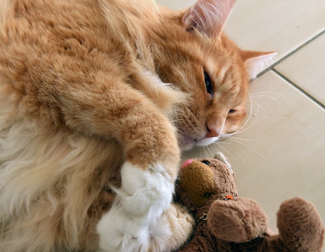 Photo by Juba Gepard on October 18, 2021.