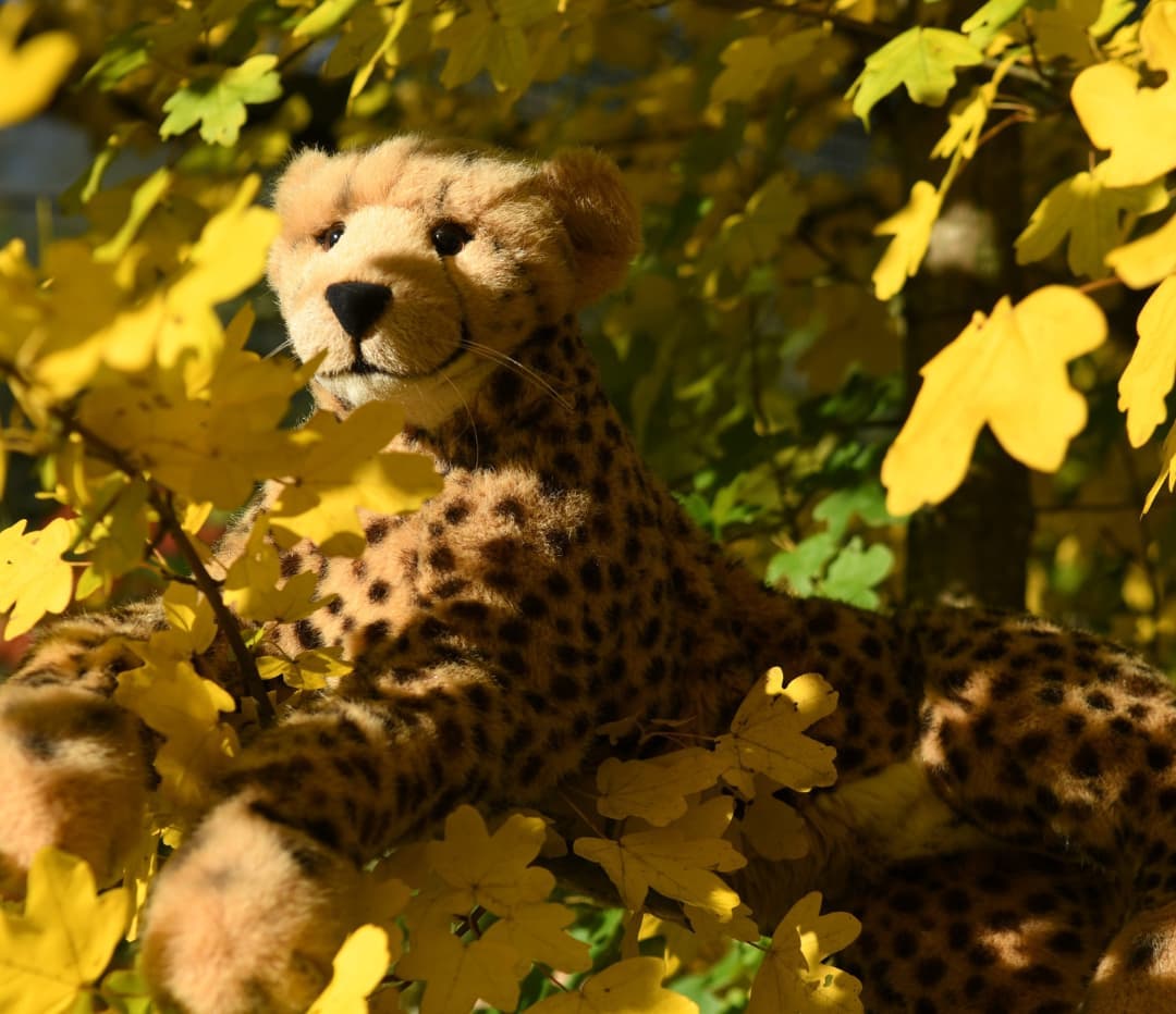 Photo by Juba Gepard on October 25, 2021.: Slide Nummer 1