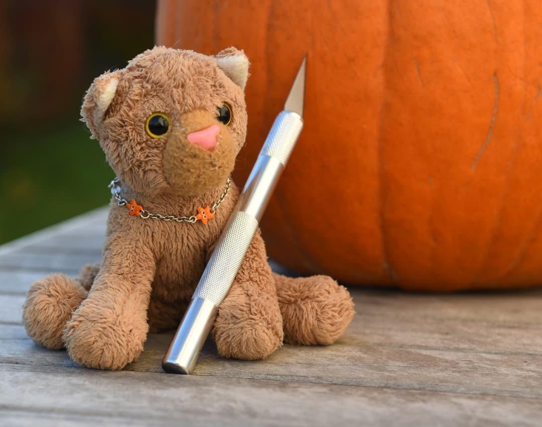 Photo by Juba Gepard on October 31, 2021.