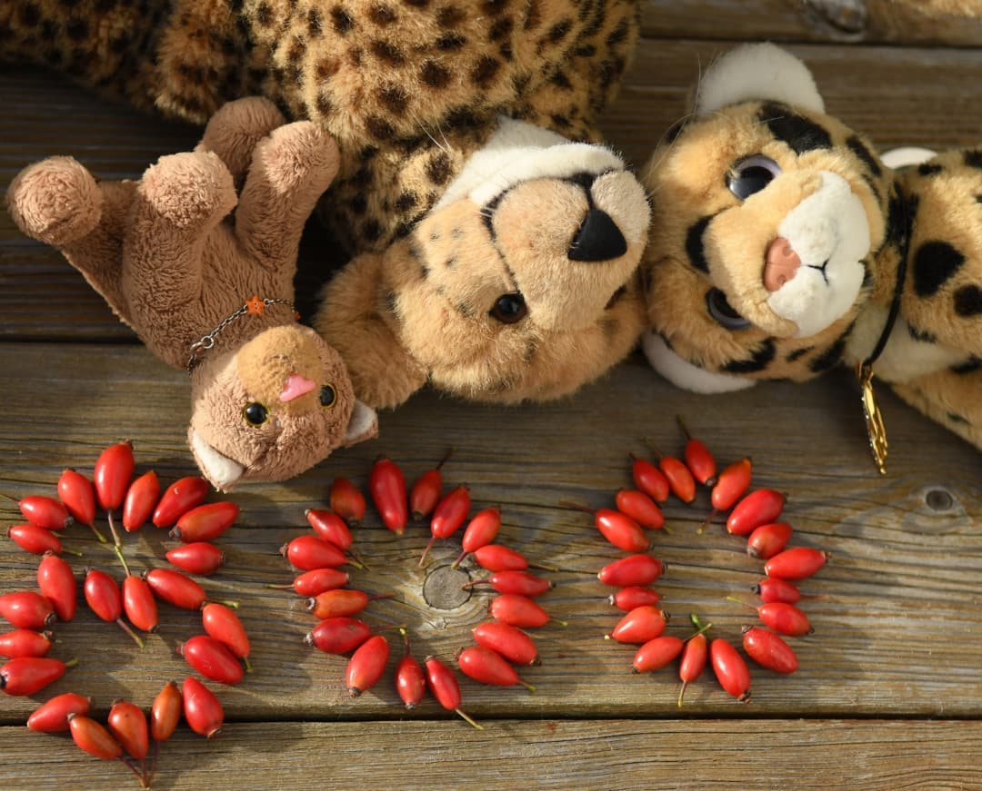 Photo by Juba Gepard on November 23, 2021.