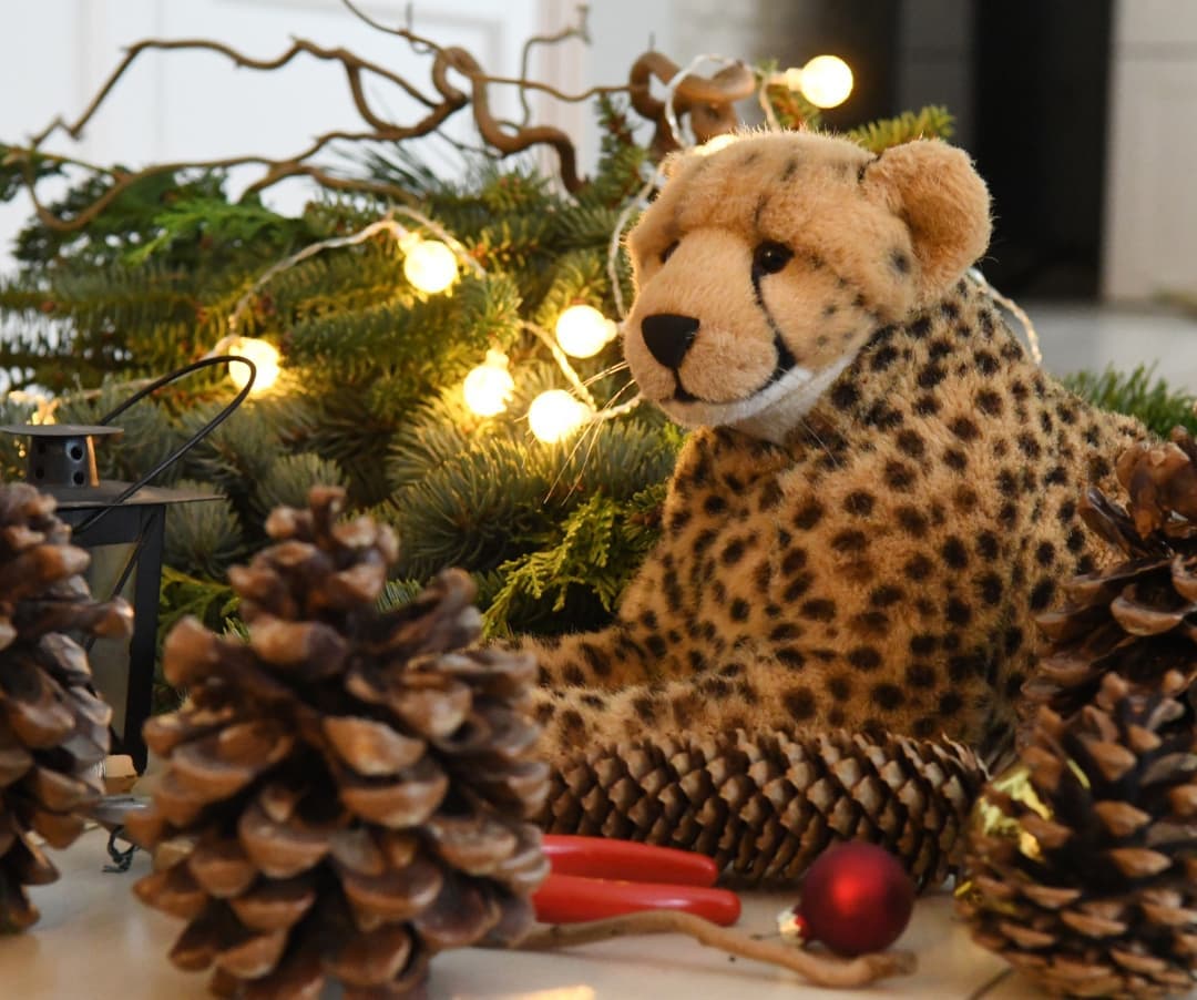 Photo by Juba Gepard on December 03, 2021.