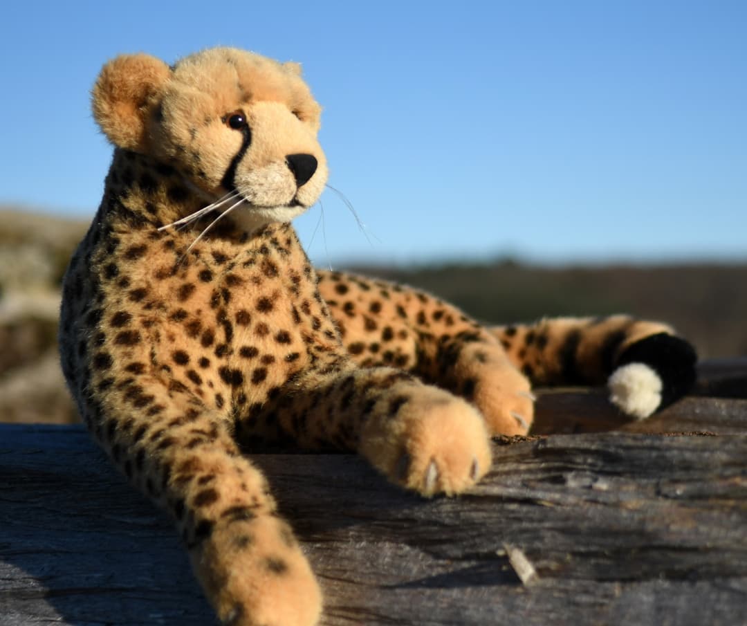 Photo by Juba Gepard on December 30, 2021.