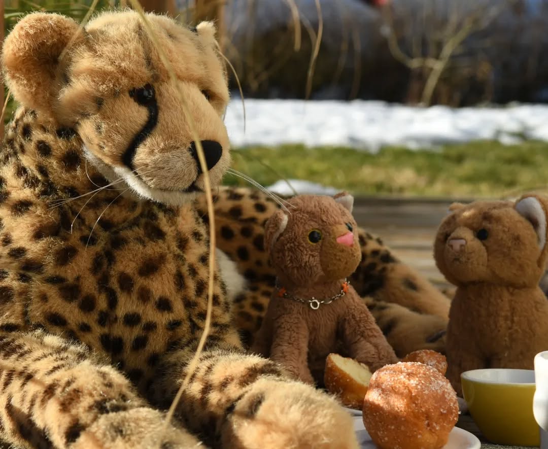 Photo shared by Juba Gepard on January 16, 2022 tagging @edward_the_foxwood_bear.