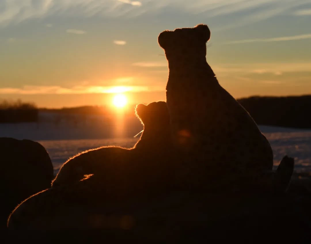 Photo by Juba Gepard on January 16, 2022.