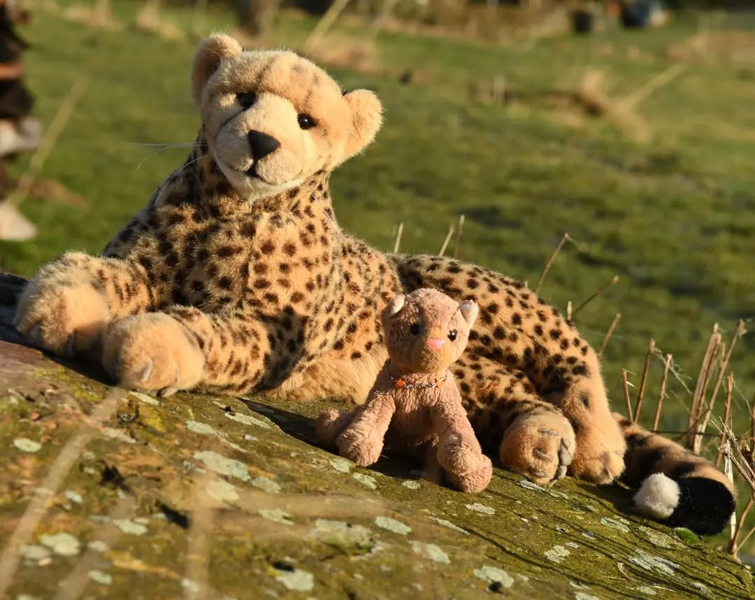 Photo by Juba Gepard on February 06, 2022.