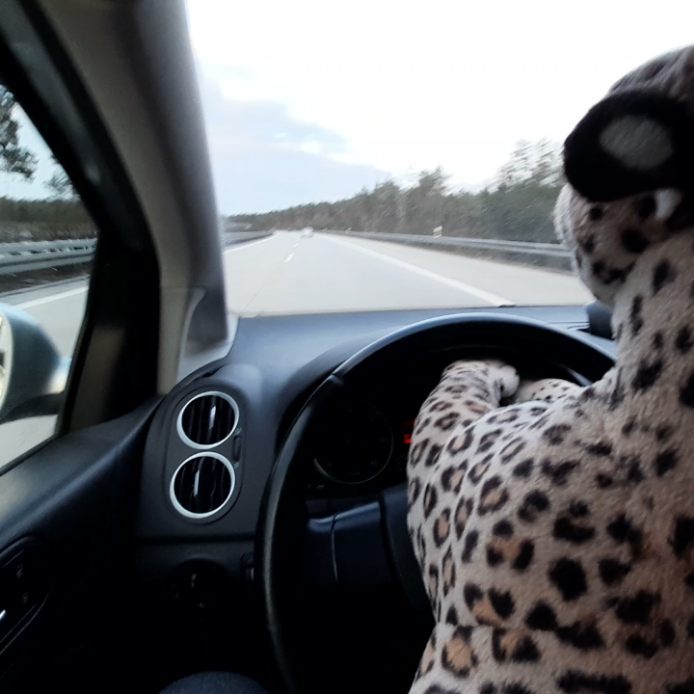 Ich erzählte doch kürzlich davon, wie wir im Auto mitfuhren, bis wir hielten, um einen viel zu teuren Kaffee zu kaufen, ein paar Pokemon zu fangen und wieder zurückzugurken – Tia saß auch mit im Auto. Ja, ich meine die große Leopardin. Und die hatte...