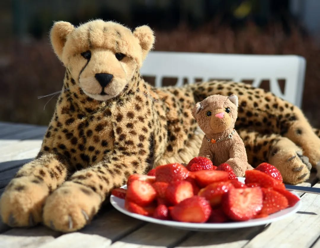 Photo shared by Juba Gepard on March 20, 2022 tagging @edward_the_foxwood_bear.