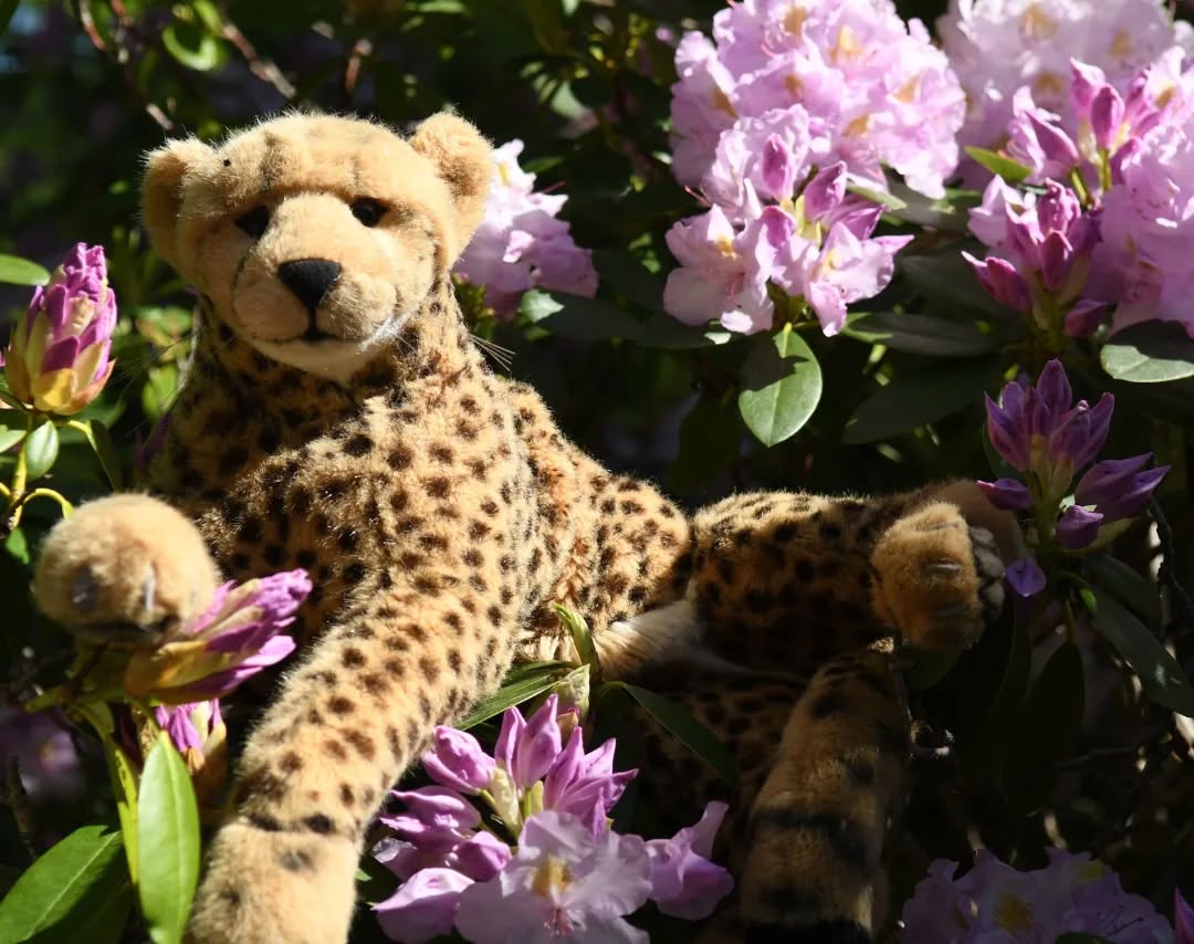 Photo by Juba Gepard on May 22, 2022.: Slide Nummer 3