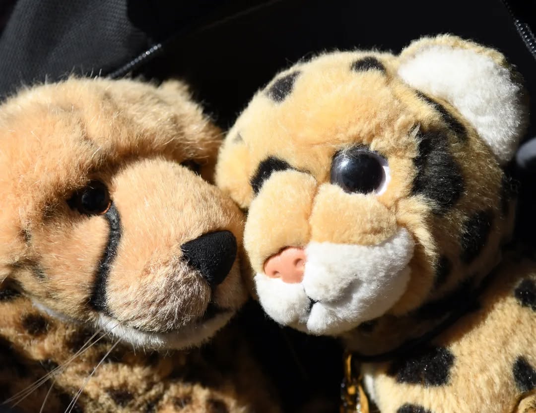 Photo by Juba Gepard on May 15, 2022.