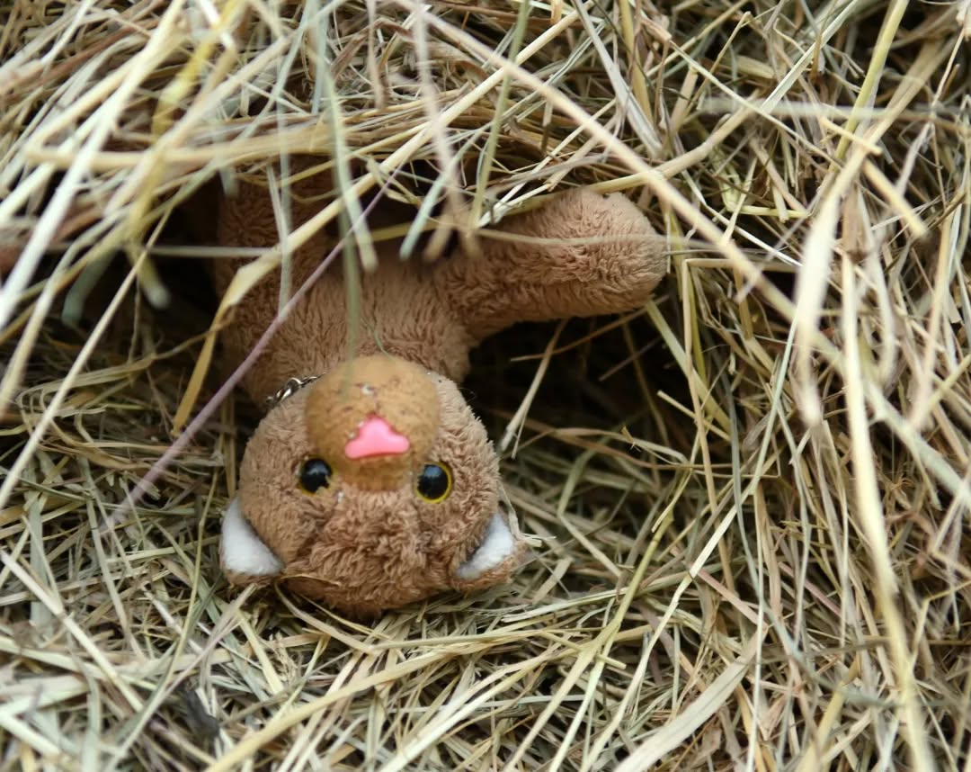 Photo by Juba Gepard on June 19, 2022.