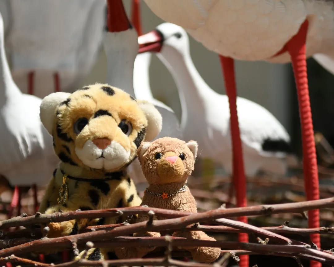 Photo by Juba Gepard on June 16, 2022.