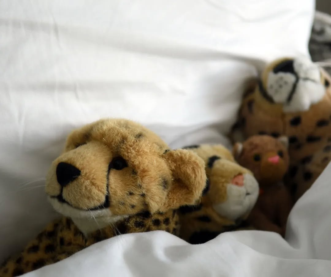 Photo by Juba Gepard on May 29, 2022.