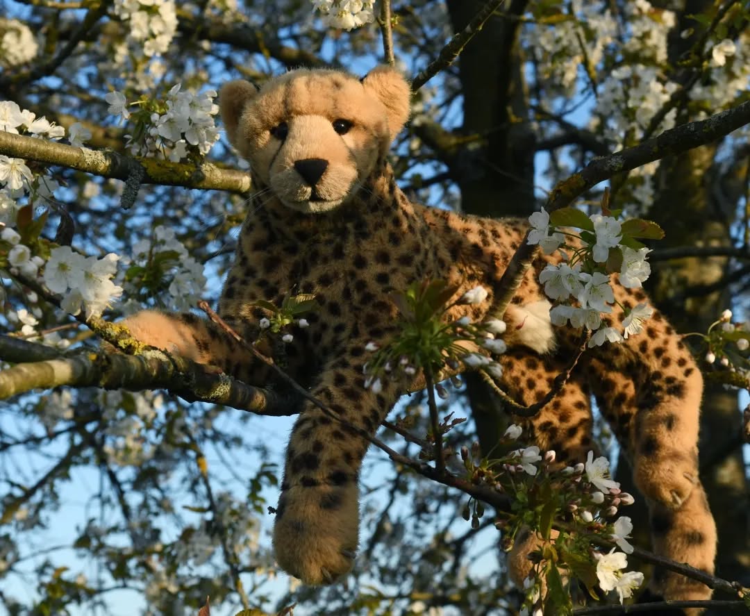 Photo by Juba Gepard on May 30, 2022.