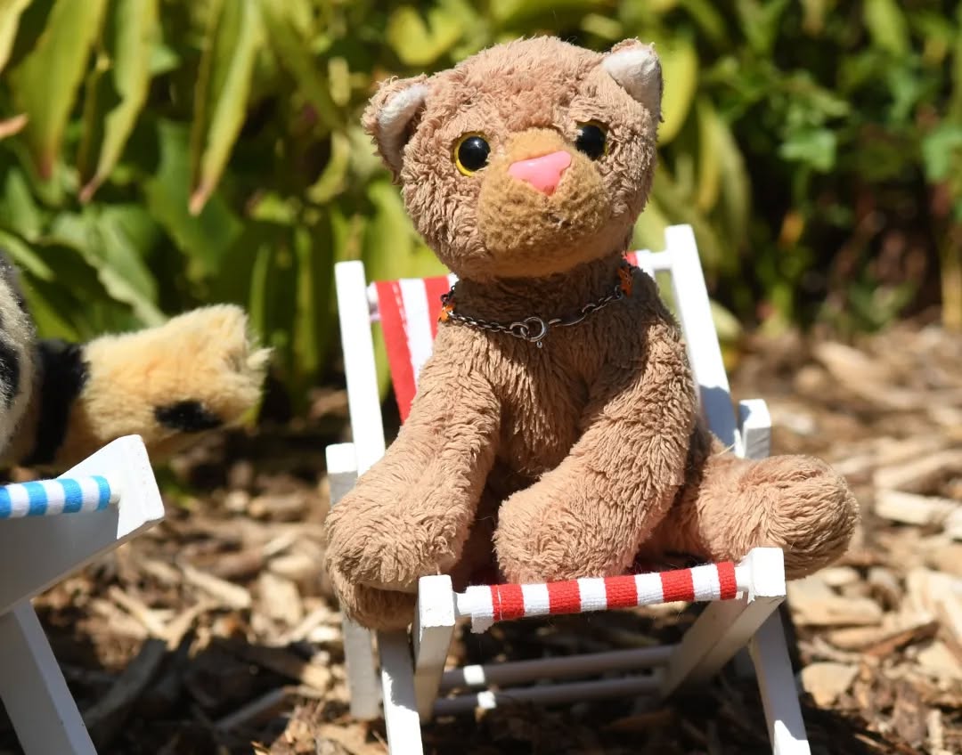 Photo by Juba Gepard on August 09, 2022.