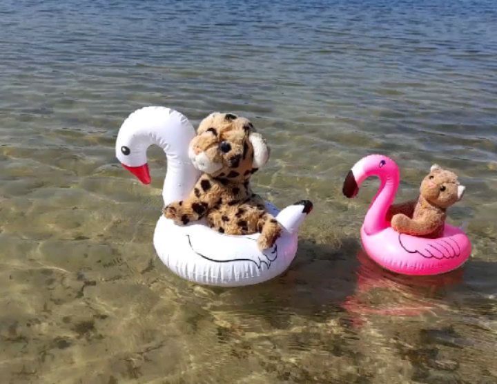 Aber auch der störrischste Flamingo war bald zur vollen Größe ausgedehnt und schwimmbereit; nun sollte auch damit geschwommen werden. Das waren die Worte der Kleinen.  Und nun folgten meine Worte: Sie sollten keinen Unsinn treiben auf dem Wasser, sollten...