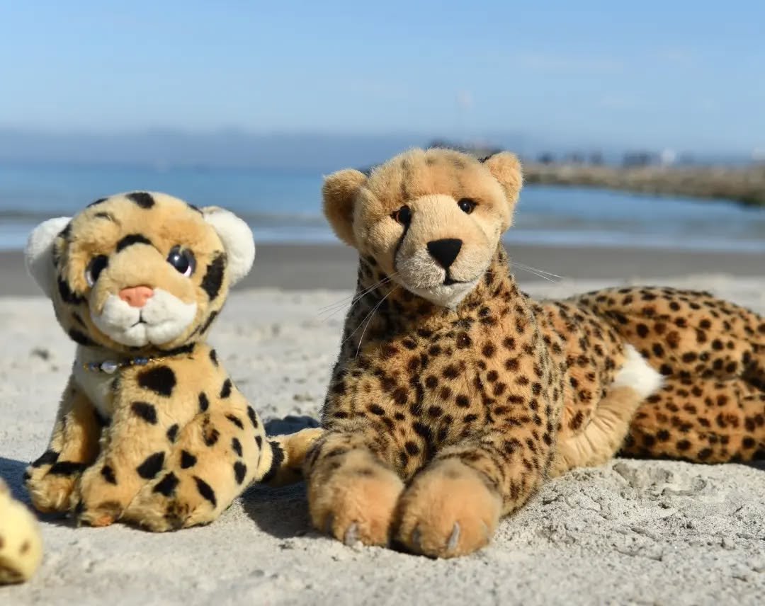 Photo by Juba Gepard on September 12, 2022.