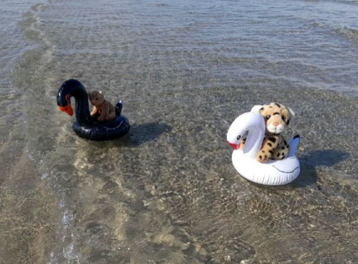 Hier ist wieder eure Swede. Ich will ich euch gar nicht so lange warten lassen: Hier sind die Bilder von Dusk und Mneka und mir auf dem Meer. Seht ihr das? Seht ihr, wie wir uns in die großen Wellen stürzen?  Aber wenn wir schon bei Stürzen sind: Leider...