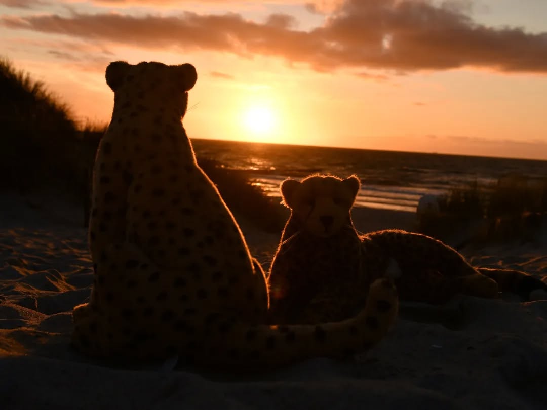 Photo by Juba Gepard on September 20, 2022.