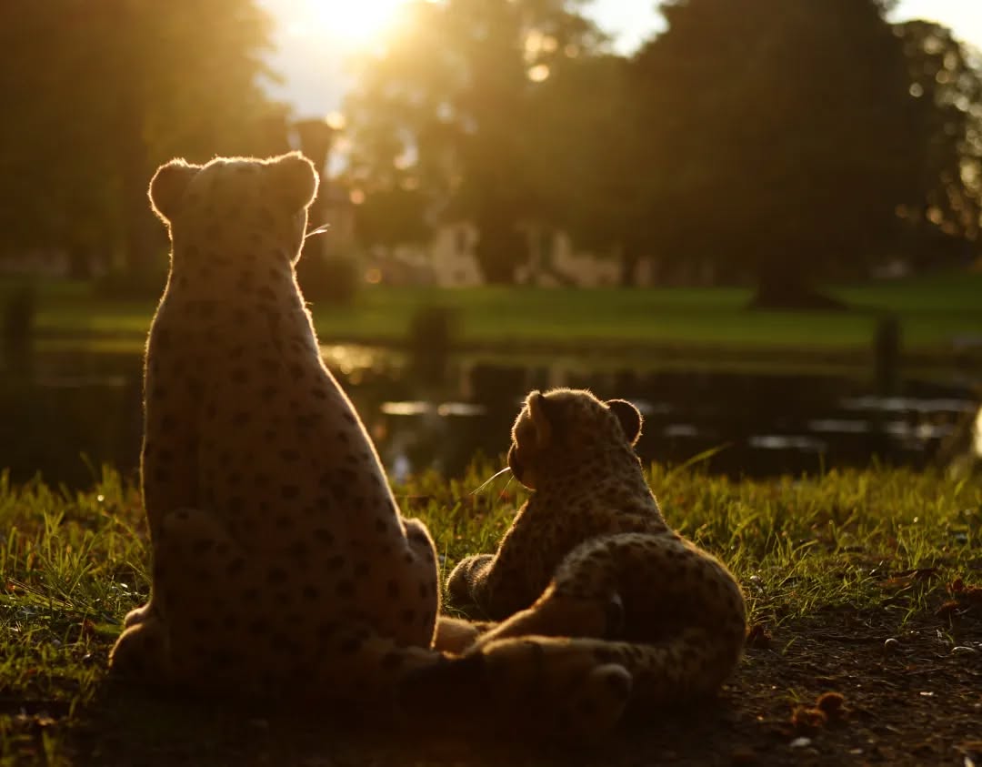 Photo by Juba Gepard on October 05, 2022.