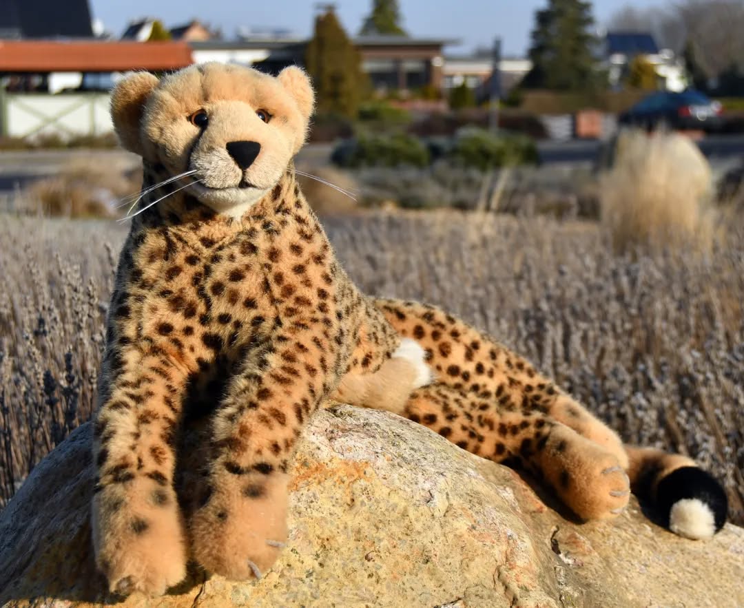 Photo by Juba Gepard on February 13, 2023.