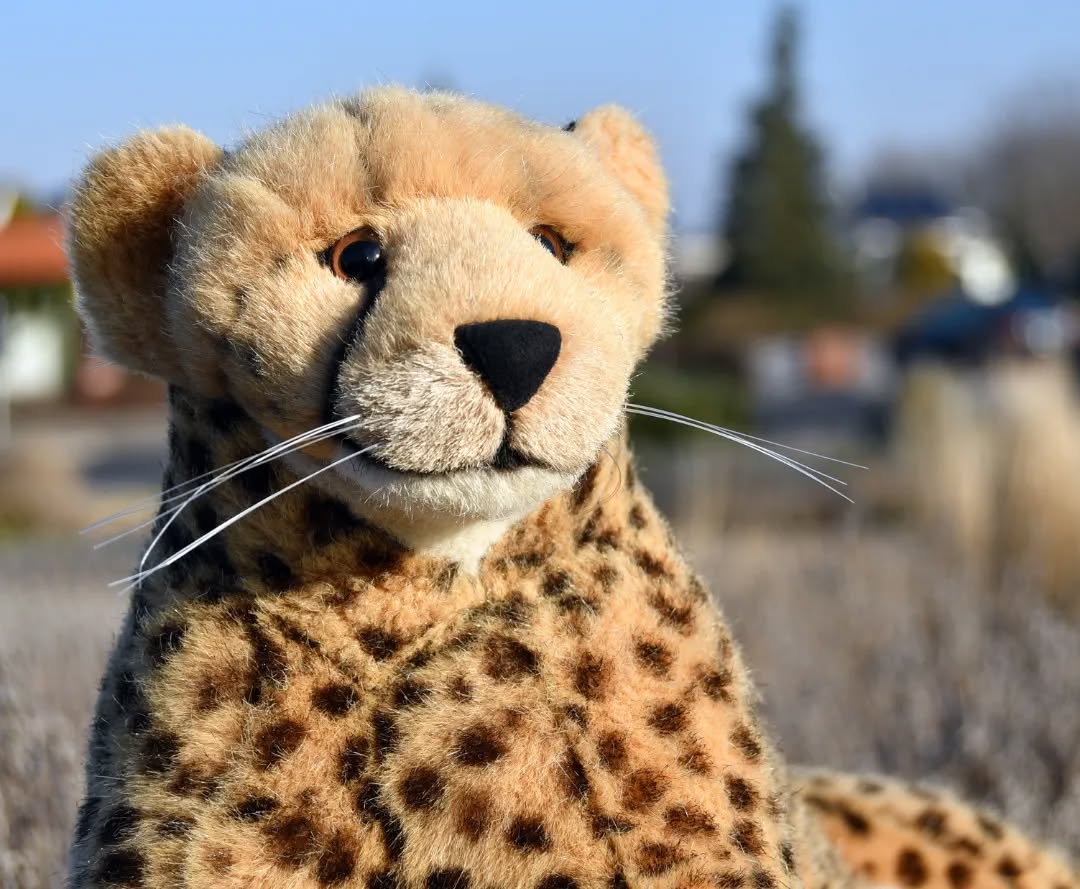 Photo by Juba Gepard on February 13, 2023.