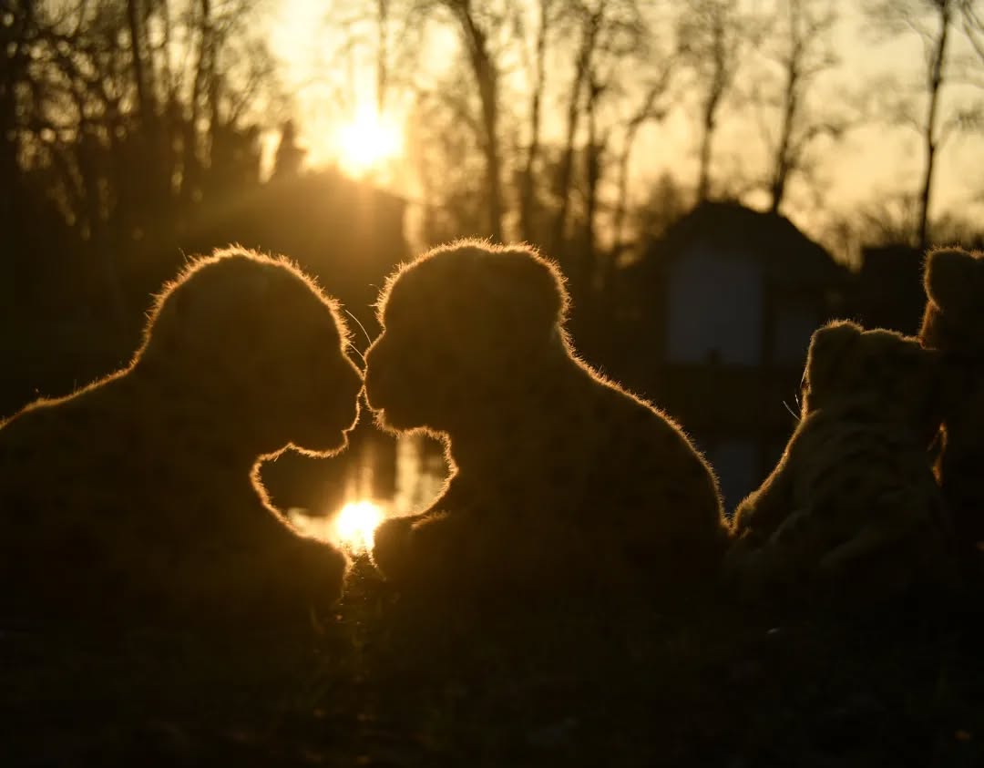 Photo by Juba Gepard on March 04, 2023.