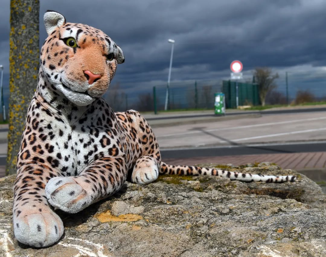 Photo by Juba Gepard on April 03, 2023.