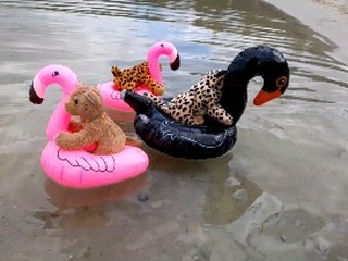 Riding the flamingo  [#Flamingo] [#Schwimmtiere] [#Getraenkehalter] [#Floatie] [#Floater] [#JubaOnTour] [#PlushiesOfInstagram] [#PlushiesOfGermany] [#Plushie] [#Kuscheltier] [#plushies] [#plushiecommunity] [#instaplushies] [#stuffies] [#stuffiesofinstagram]