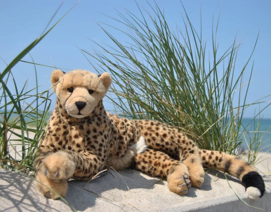 Photo by Juba Gepard in Graal-Müritz Strand.
