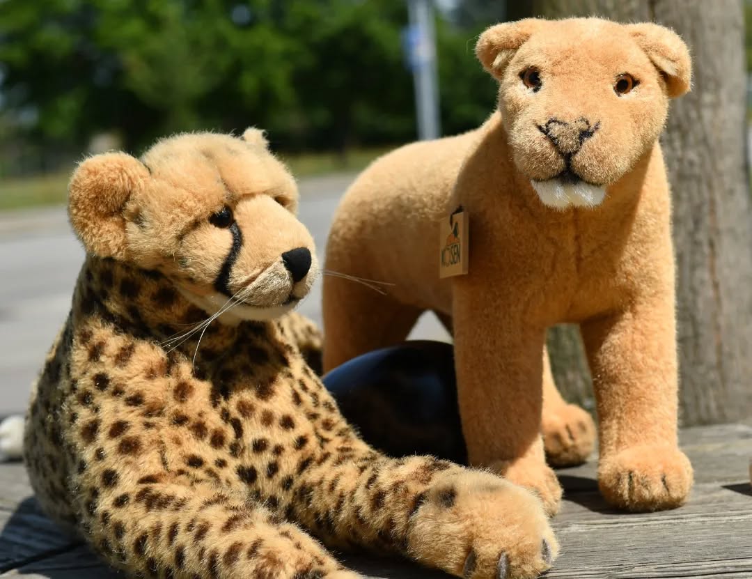 Photo by Juba Gepard on July 09, 2023.