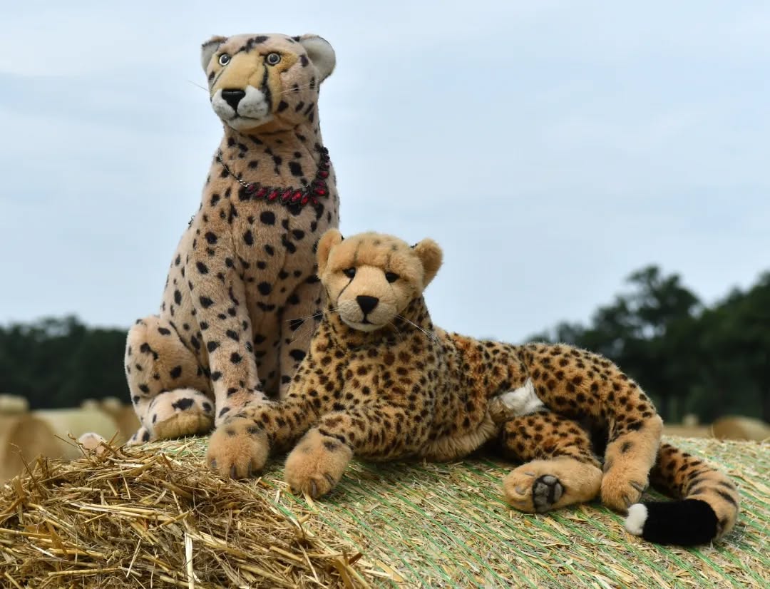 Photo by Juba Gepard on July 29, 2023.