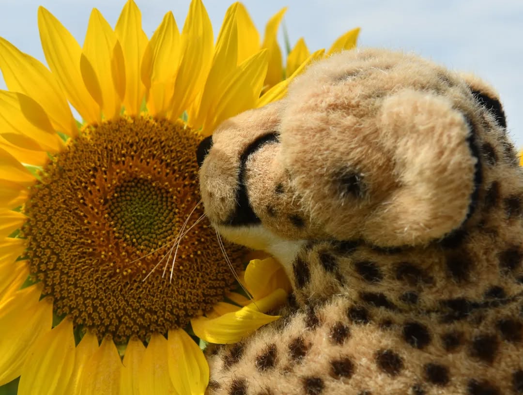 Photo by Juba Gepard on July 30, 2023.