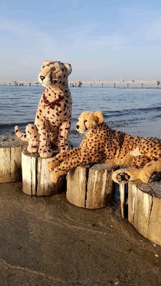 No need for words.  [#Waves] [#Wellen] [#Sunset] [#Sonnenuntergang] [#BalticSea] [#Ostsee] [#JubaAnDerOstsee] [#JubaAnDerOstsee2023September] [#Cheetah] [#Vacation] [#Gepard] [#Urlaub] [#JubaOnTour] [#PlushiesOfInstagram] [#Plushie] [#Kuscheltier] [#plushies]...